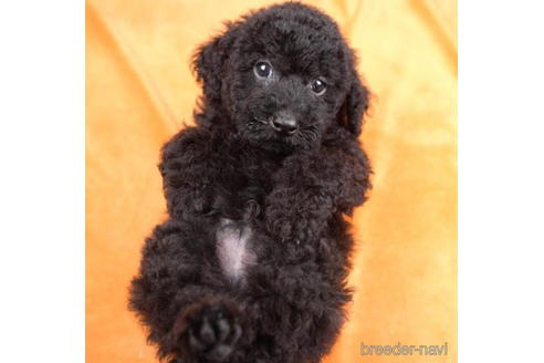 成約済の東京都のトイプードル-188154の4枚目